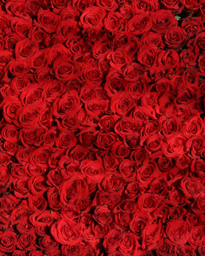 Миллион Роз в Южной Корее